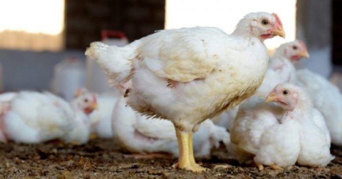 Sénégal: éleveurs et clients se posent des questions sur la grippe aviaire