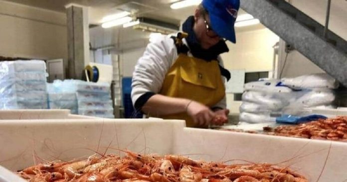 Madagascar: incertitude dans la filière de la pêche à la crevette