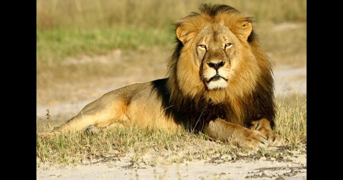 Parc national de Nairobi , une scène incroyable d’un lion en ville ce mardi Parc national de Nairobi , une scène incroyable d’un lion en ville ce mardi