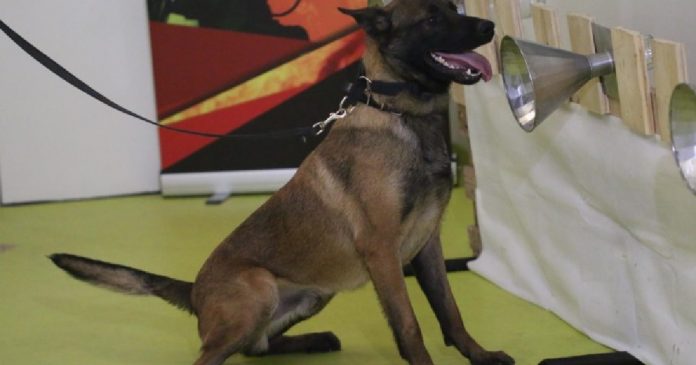 Un chien détecteur de la covid19 l’alternative aux test PCR en France