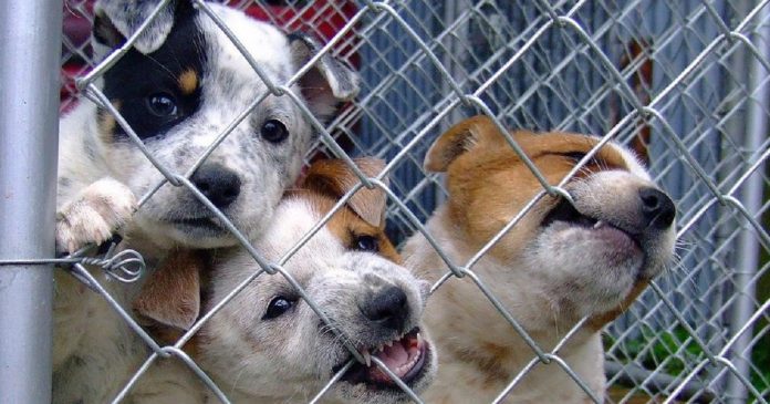 Lutte contre la Maltraitance animale en France : la proposition de loi adoptée à la quasi-unanimité