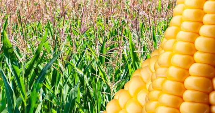 Indice FAO, les prix alimentaires mondiaux ont augmenté de 28% en 2021. Indice FAO: les prix alimentaires mondiaux ont augmenté de 28% en 2021