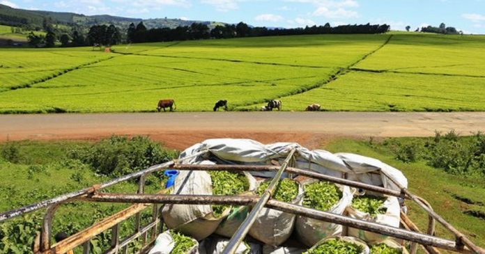 Sécurité alimentaire : l’Union africaine va assurer le secteur de l’agriculture