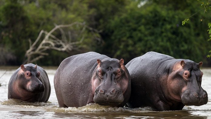 Protection des hippopotames: dix pays africains accusent l’Union européenne