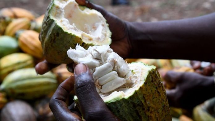 Prime sur le cacao: les producteurs africains déterminés face aux multinationales occidentales