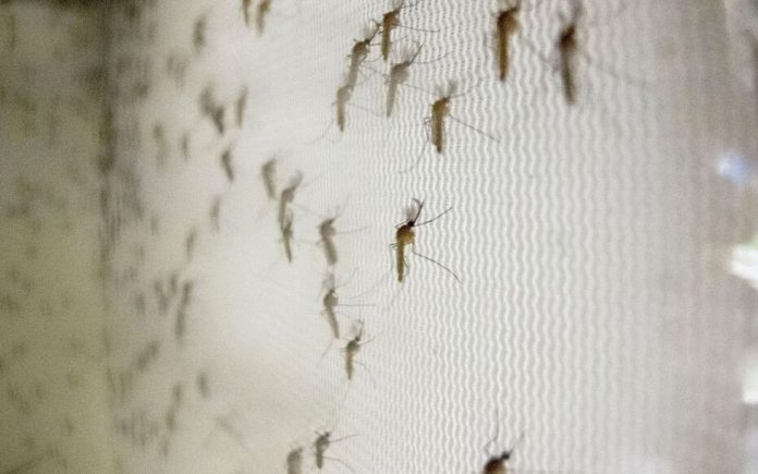 Lutte contre la dengue - des milliards de moustiques modifiés bientôt produits au Brésil