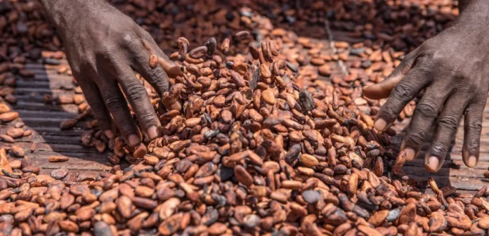 Cacao : le Ghana soutient ses producteurs avec une hausse de 12 % du prix
