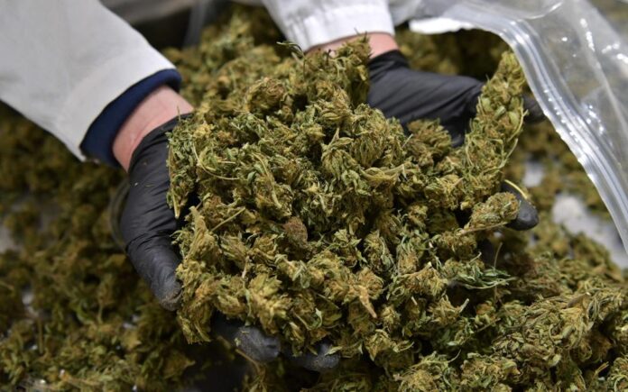 États-Unis : Donald Trump ouvre la voie à une nouvelle politique sur la marijuana