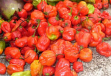 Burkina Faso : 4,5 milliards FCFA pour une usine de transformation du piment à Banfora Burkina Faso : 4,5 milliards FCFA pour une usine de transformation du piment à Banfora