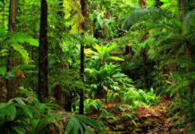 « Journée Wangari Maathai » : l’Union africaine choisit le 3 mars pour marquer son engagement environnemental "Journée Wangari Maathai " : l’Union africaine choisit le 3 mars pour célébrer l’environnement