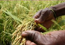 Burkina Faso : le gouvernement suspend les importations de riz pour soutenir la production locale Burkina Faso : le gouvernement suspend les importations de riz pour soutenir la production locale