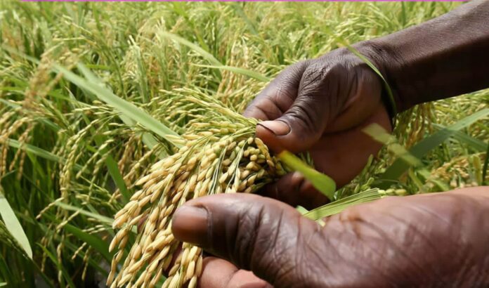 Burkina Faso : le gouvernement suspend les importations de riz pour soutenir la production locale